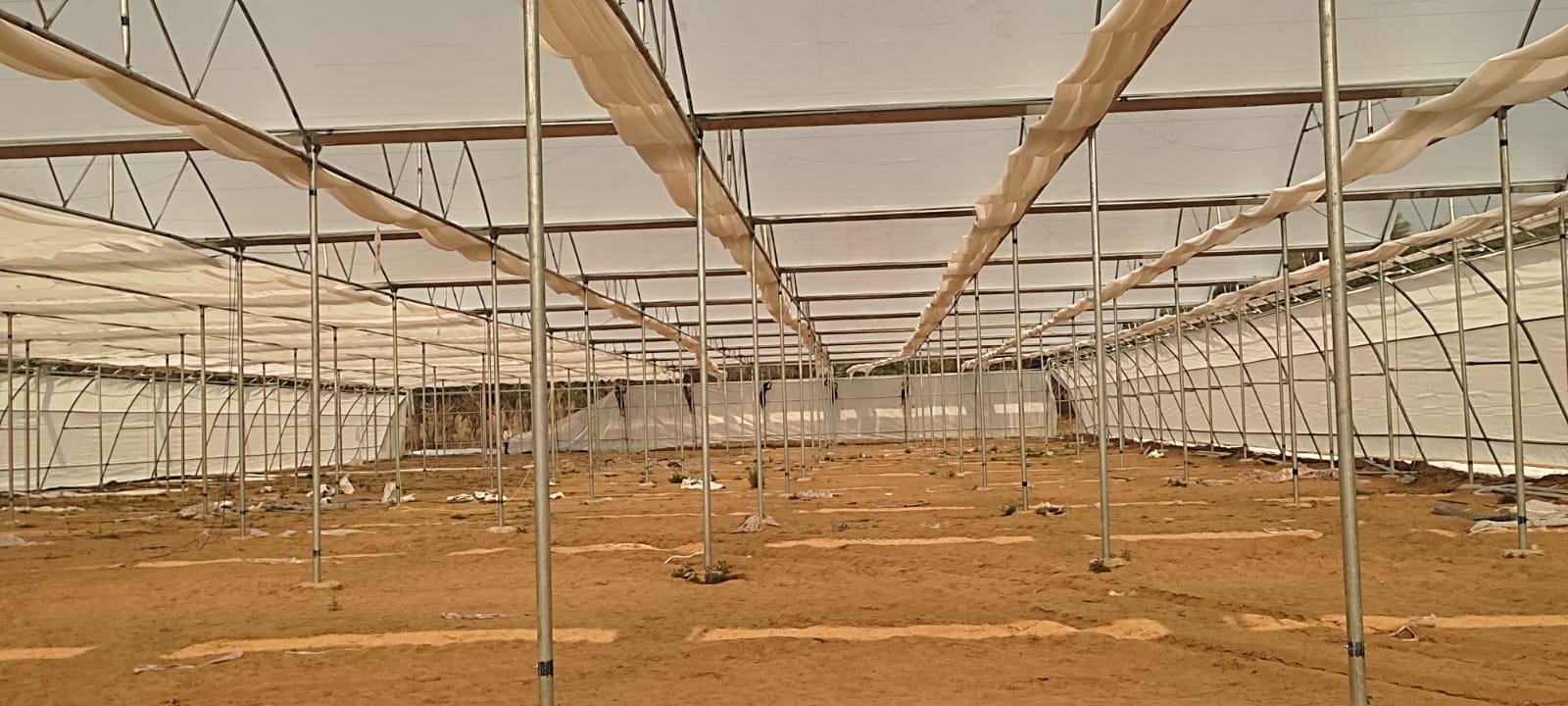 Greenhouse Project 48